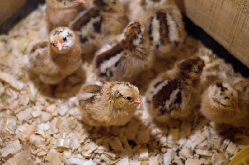 Jak se starat o kuřata po vylíhnutí?