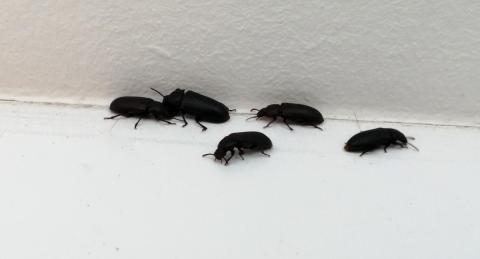 Jak na chov potemníka moučného (moučný červ) ke krmení | rady a tipy Jak na chov potemníka moučného (moučný červ) ke krmení | rady a tipy