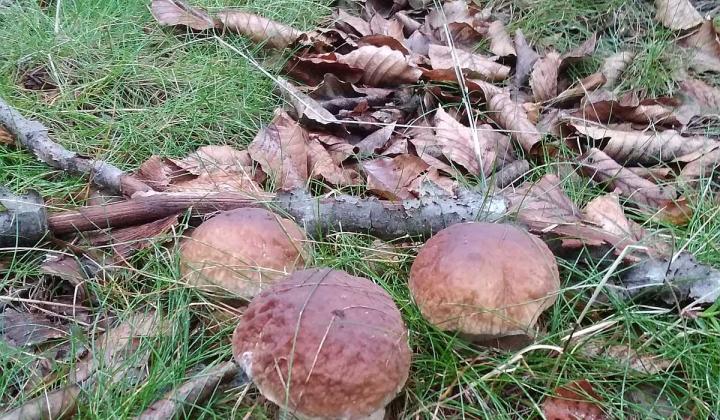 Jak uchovat houby na zimu podle osvědčených starých receptů | babiččiny recepty