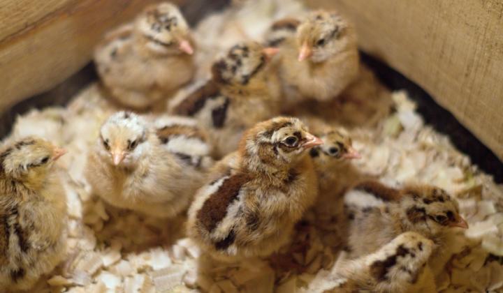 Jak líhnout kuřata v umělé líhni | rady a návody