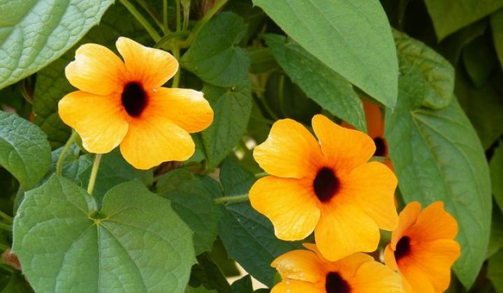 Jak pěstovat černookou Zuzanu Jak pěstovat černookou Zuzanu