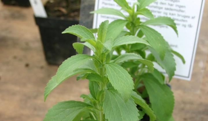Pěstování stévie: Jak pěstovat stévii sladkou, jejíž listy jsou až 45krát sladší než cukr
