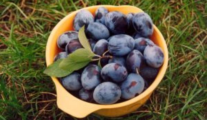 Jak zavařovat švestky | recept