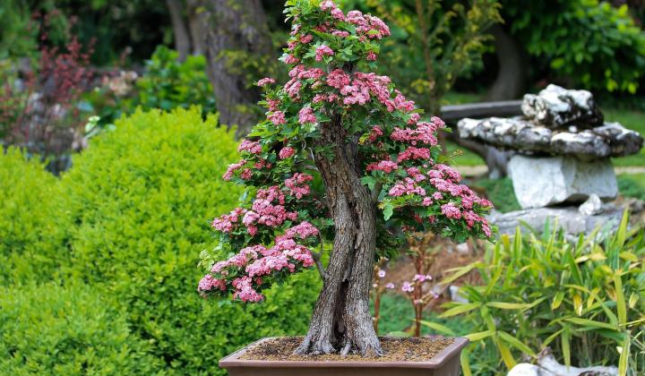 bonsai