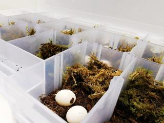 Jak se zachovat, když váš gekon nakladl vajíčka | rady pro chovatele