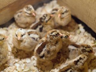 Jak líhnout kuřata v umělé líhni | rady a návody
