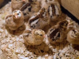 Jak se starat o kuřata | rady pro chovatele