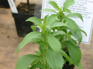 Pěstování stévie: Jak pěstovat stévii sladkou, jejíž listy jsou až 45krát sladší než cukr
