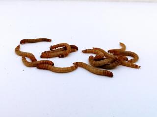 Jak na chov potemníka moučného (moučný červ) ke krmení | rady a tipy Jak na chov potemníka moučného (moučný červ) ke krmení | rady a tipy