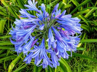 lilie nilská kalokvět lilie nilská kalokvět